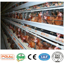 Équipement commercial de volaille de cage de poulet de poule de couche commerciale